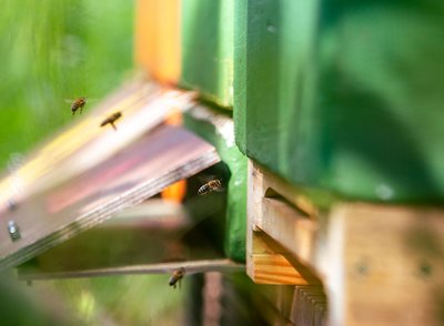 Bienenstöcke im Garten
