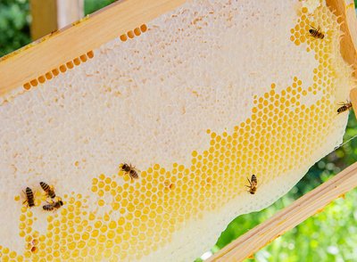 Bienenwabe im Garten