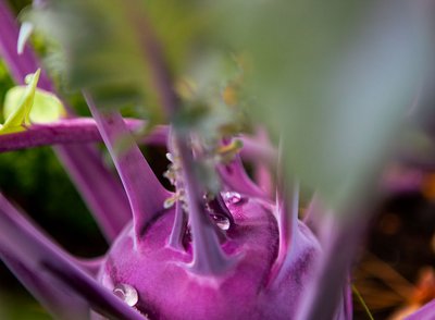 Kräuter und Gemüse von Gästen